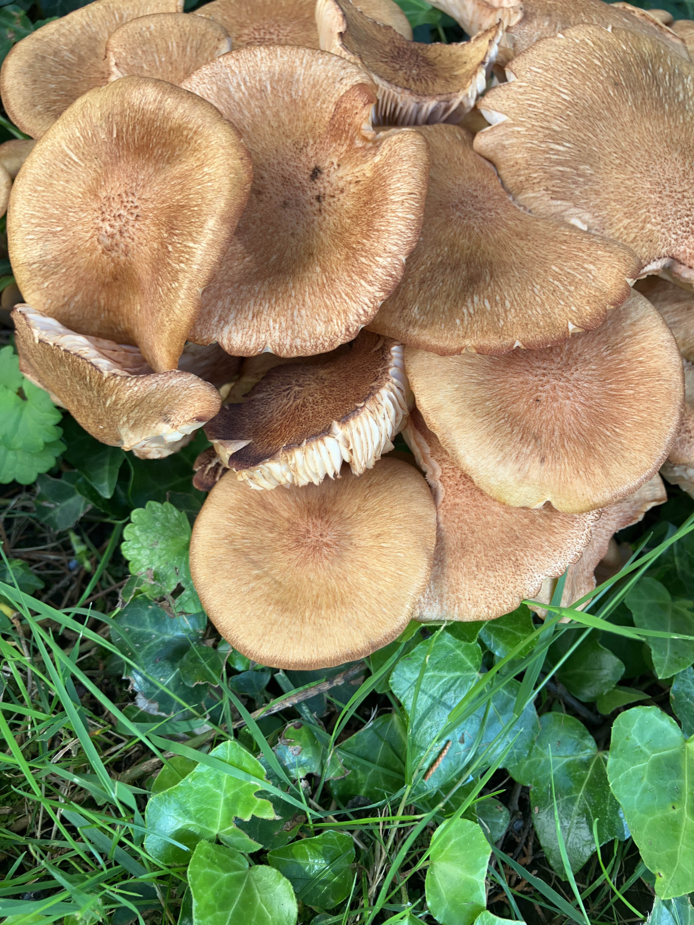 Ringless Honey mushroom