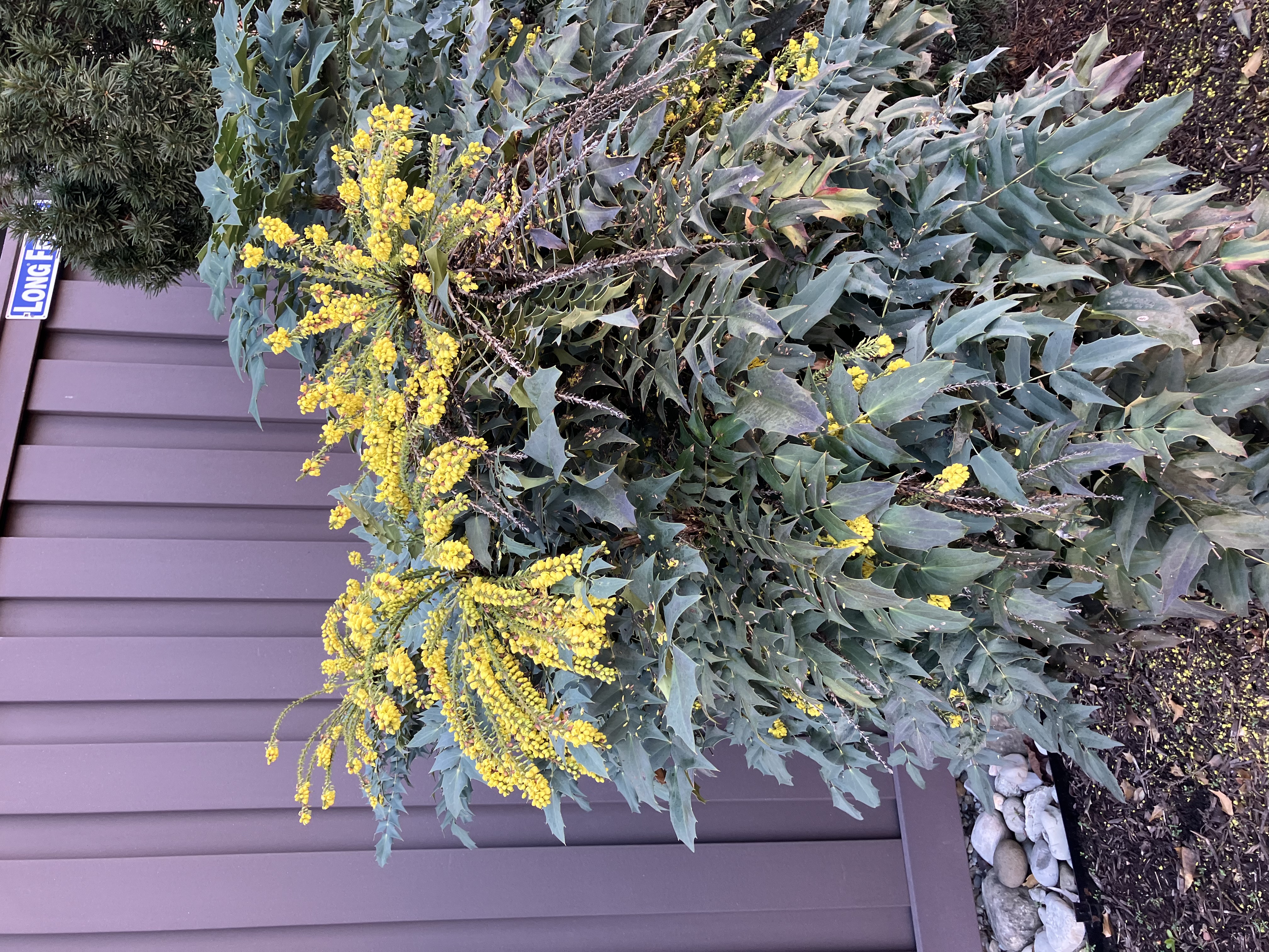 Leatherleaf Mahonia