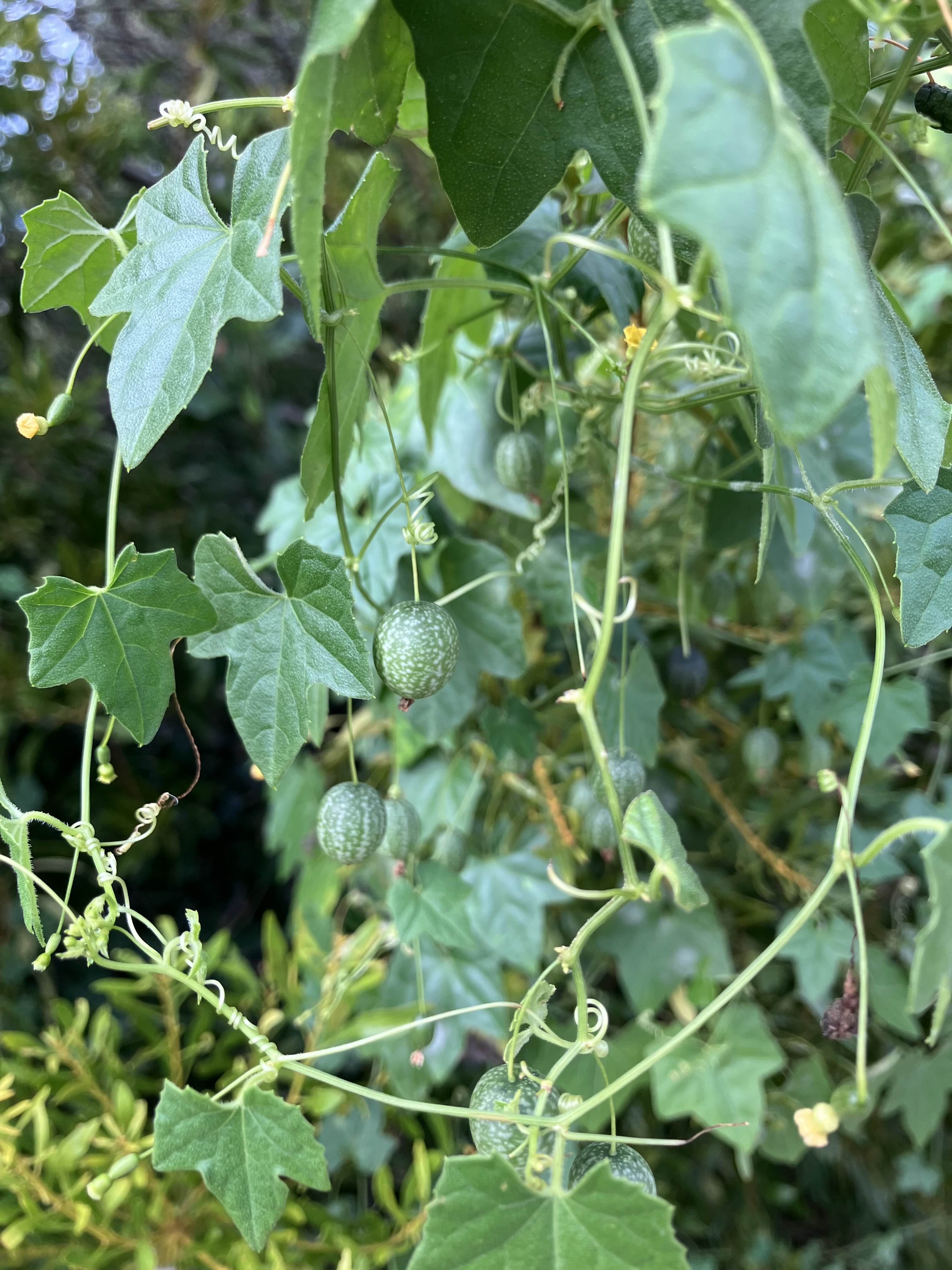 Creeping Cucumber