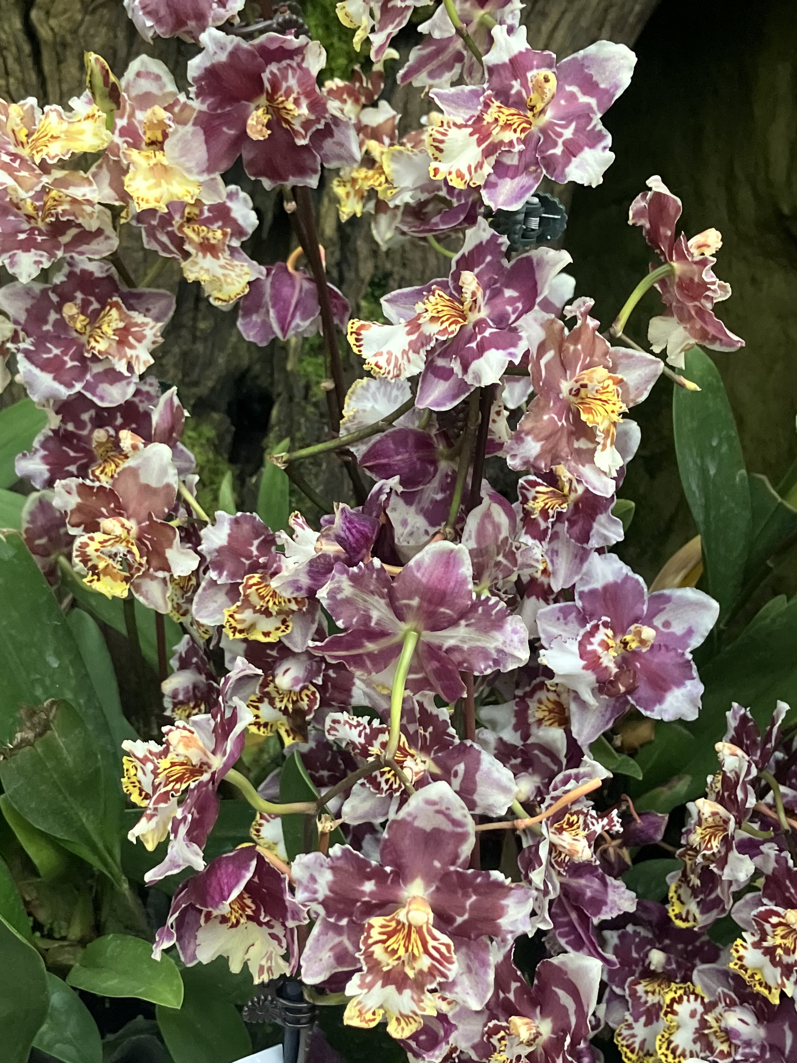 Pretty Orchids